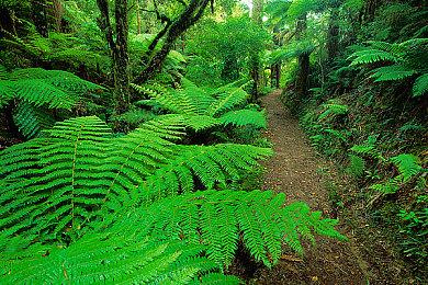 《真女神转生5》恶魔介绍：赐福圣兽狮爷